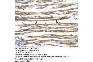 Human Muscle (Cyclin D3 抗体  (C-Term))