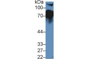 Western blot analysis of Mouse Serum, using Mouse CFH Antibody (5 µg/ml) and HRP-conjugated Goat Anti-Rabbit antibody ( (Complement Factor H 抗体  (AA 915-1156))