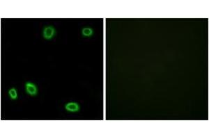 Immunofluorescence analysis of HuvEc cells, using OR5L1/2 Antibody. (OR5L1/2 抗体  (AA 55-104))