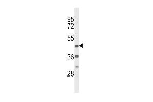 Western blot analysis of DRD4 Antibody (Center) (ABIN652706 and ABIN2842469) in mouse heart tissue lysates (35 μg/lane). (DRD4 抗体  (AA 365-391))