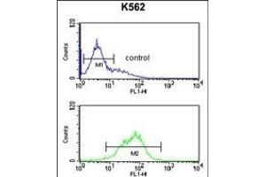 Flow Cytometry (FACS) image for anti-Killer Cell Immunoglobulin-Like Receptor, Two Domains, Long Cytoplasmic Tail, 5B (KIR2DL5B) (AA 264-290) antibody (ABIN652855)
