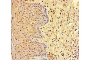 Immunohistochemistry of paraffin-embedded human tonsil tissue using ABIN7151453 at dilution of 1:100 (EHD1 抗体  (AA 401-498))