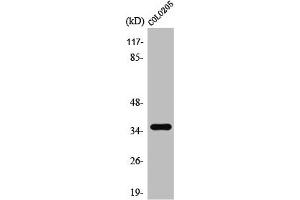 Western Blot analysis of COLO205 cells using T2R8 Polyclonal Antibody (TAS2R8 抗体  (Internal Region))