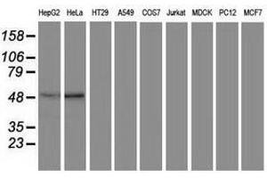 Image no. 1 for anti-Protein Kinase C and Casein Kinase Substrate in Neurons 3 (PACSIN3) antibody (ABIN1500007) (PACSIN3 抗体)