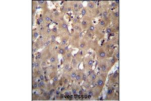 SEC63 Antibody (N-term) (ABIN657052 and ABIN2846219) immunohistochemistry analysis in formalin fixed and paraffin embedded human liver tissue followed by peroxidase conjugation of the secondary antibody and DAB staining. (SEC63 抗体  (N-Term))