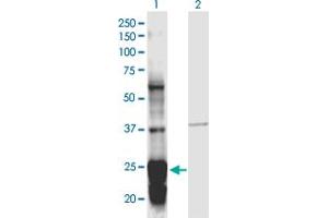 Western Blot analysis of SERPINB5 expression in transfected 293T cell line by SERPINB5 monoclonal antibody (M01), clone 1F7.