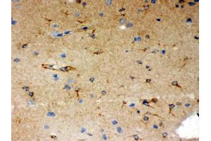Anti- SHC1 Picoband antibody, IHC(P): Rat Brain Tissue
