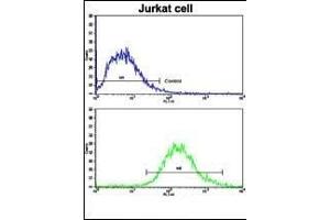 Flow cytometric analysis of jurkat cells using MERTK Antibody (bottom histogram) compared to a negative control cell (top histogram). (MERTK 抗体)