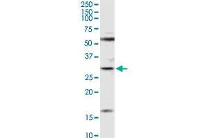 F11R MaxPab rabbit polyclonal antibody. (F11R 抗体  (AA 1-299))