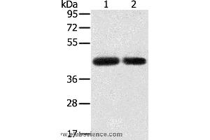 Western blot analysis of PC3 and hepg2 cell, using SLC16A3 Polyclonal Antibody at dilution of 1:200 (SLC16A3 抗体)