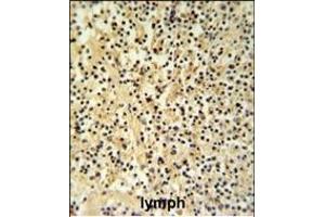 GZMB Antibody (N-term) (ABIN390495 and ABIN2840854) IHC analysis in formalin fixed and paraffin embedded human Lymph tissue followed by peroxidase conjugation of the secondary antibody and DAB staining. (GZMB 抗体  (N-Term))