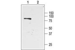 Western blot analysis of rat kidney membranes: - 1. (KCNJ1 抗体  (C-Term, Intracellular))