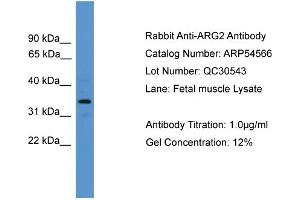 WB Suggested Anti-ARG2  Antibody Titration: 0. (ARG2 抗体  (N-Term))