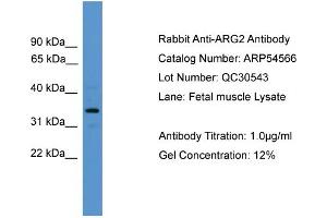 WB Suggested Anti-ARG2  Antibody Titration: 0.