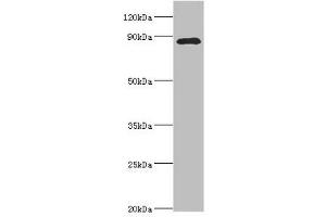 Western blot All lanes: Cell division cycle 5-like protein antibody at 4 μg/mL + Mouse brain tissue Secondary Goat polyclonal to rabbit IgG at 1/10000 dilution Predicted band size: 90 kDa Observed band size: 90 kDa (CDC5L 抗体  (AA 563-802))