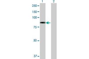 Western Blot analysis of GLB1 expression in transfected 293T cell line by GLB1 MaxPab polyclonal antibody. (GLB1 抗体  (AA 1-677))