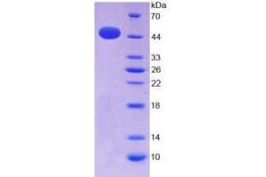 SDS-PAGE analysis of Mouse IFNa Protein. (IFNA 蛋白)