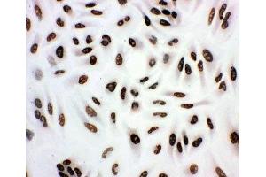 ICC testing of A549 cells (HDAC3 抗体  (AA 411-428))