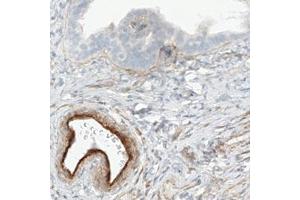 Immunohistochemical staining (Formalin-fixed paraffin-embedded sections) of human fallopian tube with FLT1 monoclonal antibody, clone CL0345  shows strong immunoreactivity in the endothelial cells. (FLT1 抗体)
