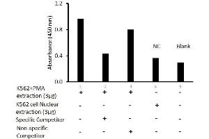 Transcription factor assay of jun-B from nuclear extracts of K562 cells or K562 cells treated with PMA (50 ng/ml) for 3 hr with the specific competitor or non-specific competitor.