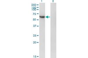 Western Blotting (WB) image for anti-Recombination Signal Binding Protein For Immunoglobulin kappa J Region (RBPJ) (AA 3-109) antibody (ABIN516967)