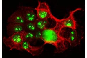 IF analysis of NCL using anti-NCL antibody (ABIN7600662) and anti-Tubulin beta antibody (ABIN7602744). (Nucleolin 抗体  (AA 219-629))