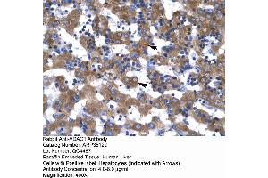 Immunohistochemistry (IHC) image for anti-Voltage-Dependent Anion Channel 1 (VDAC1) (C-Term) antibody (ABIN2776153)