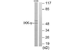 Western blot analysis of extracts from COS-7 cells, using IKK-γ antibody. (IKBKG 抗体)