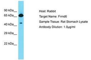 Image no. 1 for anti-FERM Domain Containing 6 (FRMD6) (AA 527-576) antibody (ABIN6750337)