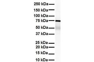 WB Suggested Anti-KHSRP antibody Titration: 1 ug/mL Sample Type: Human heart (KHSRP 抗体  (Middle Region))