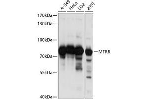 Western blot analysis of extracts of various cell lines, using MTRR antibody (ABIN6129840, ABIN6144180, ABIN6144181 and ABIN6218553) at 1:1000 dilution. (MTRR 抗体  (AA 50-230))
