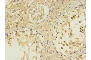 Immunohistochemistry of paraffin-embedded human testis tissue using ABIN7156983 at dilution of 1:100 (RABL4 抗体  (AA 1-186))
