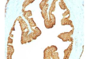 Formalin-fixed, paraffin-embedded Rat Oviduct stained with Cytokeratin, HMW Monoclonal Antibody (KRTL/1077). (Keratin 77 抗体)