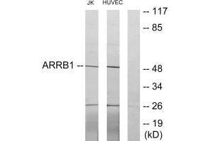 Western blot analysis of extracts from Jurkat cells and HUVEC cells, using ARRB1 antibody. (beta Arrestin 1 抗体  (C-Term))