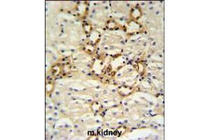 BSND Antibody IHC analysis in formalin fixed and paraffin embedded mouse kidney tissue followed by peroxidase conjugation of the secondary antibody and DAB staining. (BSND 抗体  (C-Term))