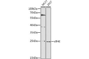 Western blot analysis of extracts of various cell lines, using eIF4E antibody  at 1:1000 dilution. (EIF4E 抗体  (AA 1-217))
