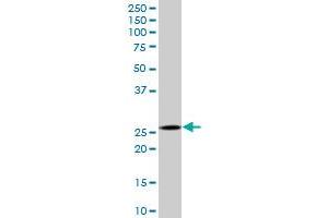 CAPNS1 MaxPab polyclonal antibody. (Calpain S1 抗体  (AA 1-268))