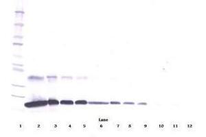 Image no. 2 for anti-Tumor Necrosis Factor Receptor Superfamily, Member 1A (TNFRSF1A) antibody (ABIN465075) (TNFRSF1A 抗体)