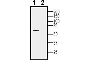 anti-G Protein-Coupled Receptor MRGX2 (MRGPRX2) (AA 5-19), (Extracellular) antibody