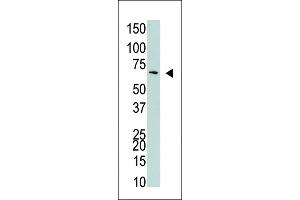 Western Blotting (WB) image for anti-Negative Regulator of Ubiquitin-Like Proteins 1 (NUB1) (AA 513-542), (C-Term) antibody (ABIN389079)