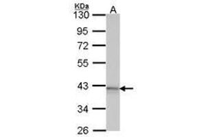 Image no. 1 for anti-Adenosine A1 Receptor (ADORA1) (AA 162-227) antibody (ABIN467371) (ADORA1 抗体  (AA 162-227))