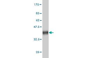 Western Blot detection against Immunogen (37.