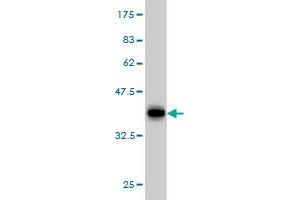 Western Blot detection against Immunogen (37. (ERH 抗体  (AA 1-104))