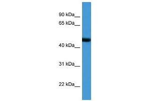 Western Blot showing ADORA2A antibody used at a concentration of 1-2 ug/ml to detect its target protein. (Adenosine A2a Receptor 抗体  (N-Term))