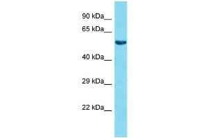 Host: Rabbit Target Name: FAM117A Sample Type: HepG2 Whole Cell lysates Antibody Dilution: 1. (FAM117A 抗体  (C-Term))