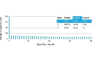 Protein Array (PAr) image for anti-Connective Tissue Growth Factor (CTGF) antibody (ABIN7456216)