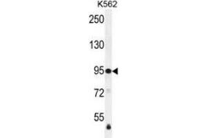 Western blot analysis in K562 cell line lysates (35ug/lane) using MSH2 Antibody . (MSH2 抗体  (Middle Region))