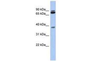 Image no. 1 for anti-Proline Rich 19 (PRR19) (AA 107-156) antibody (ABIN6743929) (PRR19 抗体  (AA 107-156))