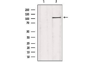 Western blot analysis of extracts from rat heart, using USP38 Antibody. (USP38 抗体  (Internal Region))