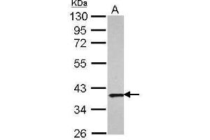 WB Image Sample (30 ug of whole cell lysate) A: A431 10% SDS PAGE antibody diluted at 1:1000 (APEX1 抗体  (Center))